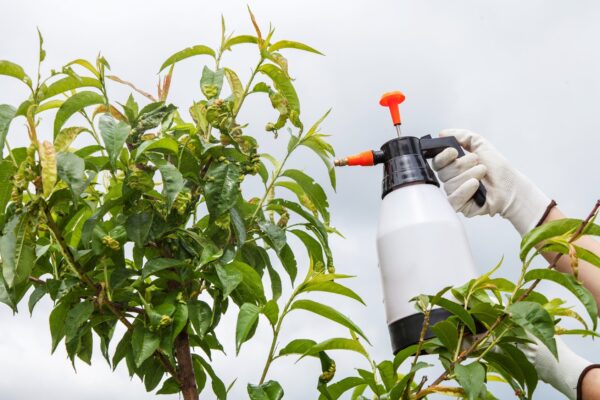 fungicides