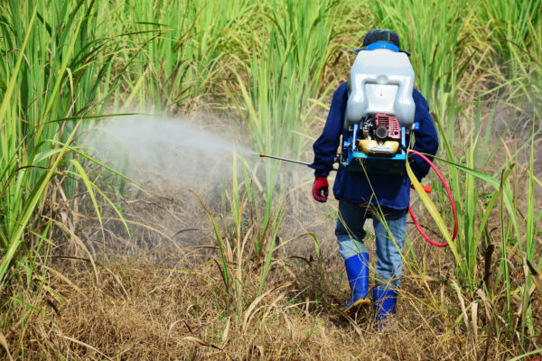 Farmer spraying herbicide on Sugarcane Field